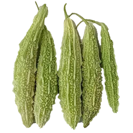Bittergourd Dipti F1 Hybrid