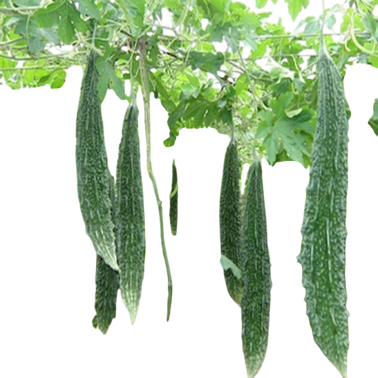 Bittergourd Sukanya F1