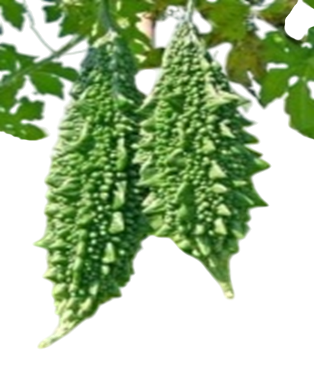Bittergourd Vibha F1 Hybrid