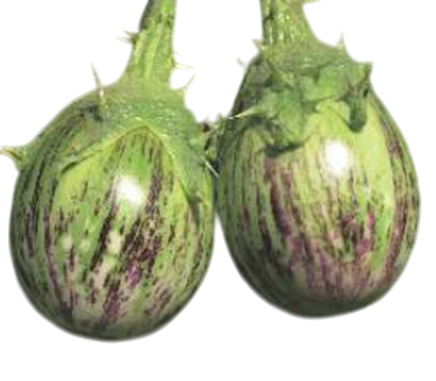Brinjal Bhavna F1 Hybrid