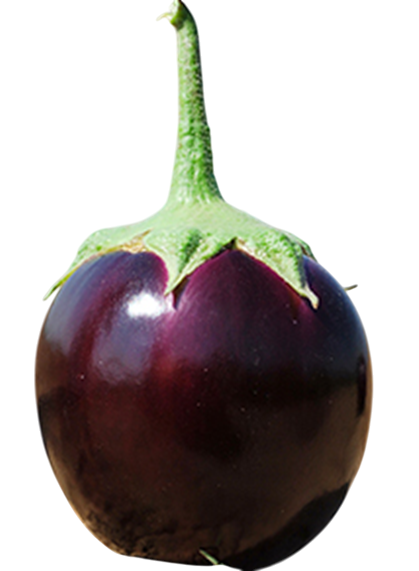 Brinjal Gouri F1 Hybrid