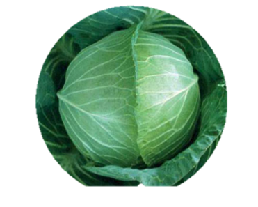 Cabbage Rupa F1 Hybrid
