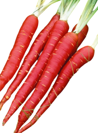 Carrot Jaya