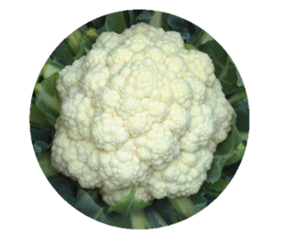 Cauliflower Diksha F1 Hybrid