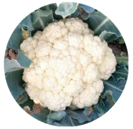 Cauliflower Neha F1 Hybrid