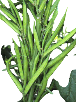 Guar Sharda