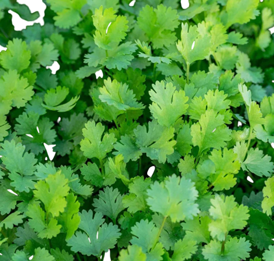Coriander Mahek