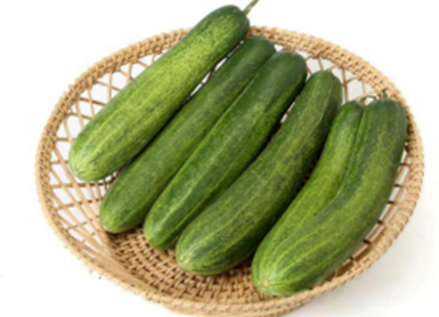 Cucumber Mahi F1 Hybrid