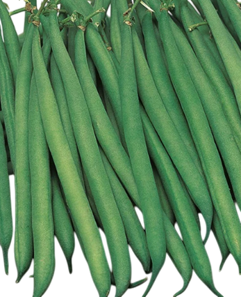 French Bean Rupali