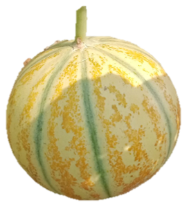 Muskmelon Radhika F1 Hybrid