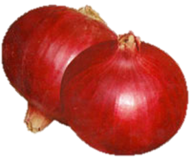 Onion Early Gold