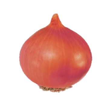 Onion Super Kesar Gold