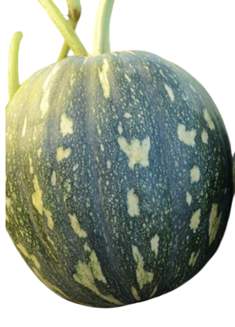 Pumpkin Alok F1 Hybrid