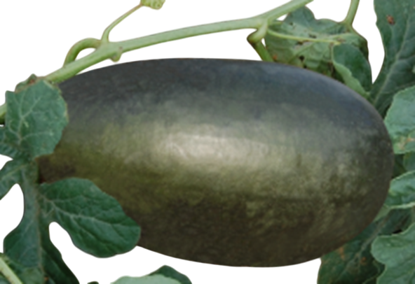 Watermelon Black Panther F1 Hybrid