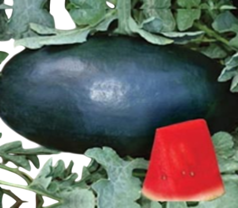 Watermelon Mohini F1 Hybrid
